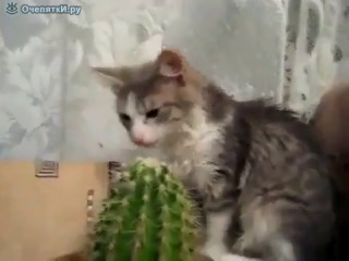 Кот пытается сожрать кактус