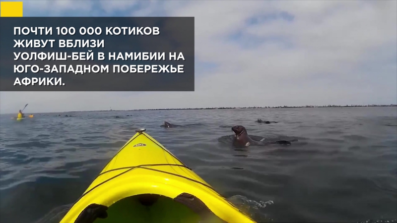 Морской котик сбивает каяк I National Geographic