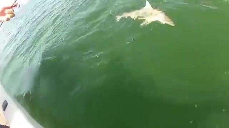 Гигантский окунь проглотил акулу