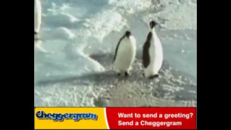 Подзатыльник для пингвина