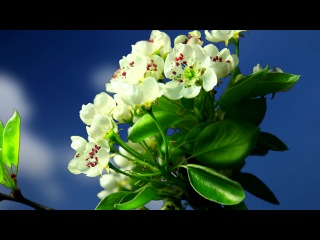 Time Lapse Footage of Flowering Trees - Spring