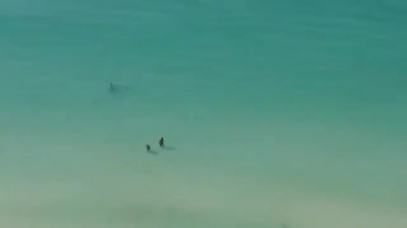 Акула нашла свою добычу