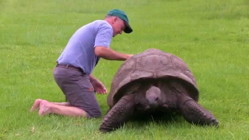 Старейшая в мире гигантская черепаха приняла ванну