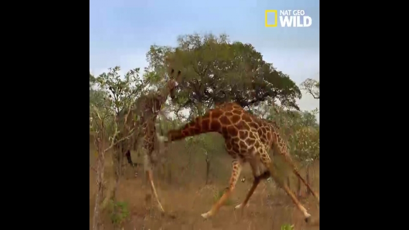 Всемирный день дикой природы I National Geographic