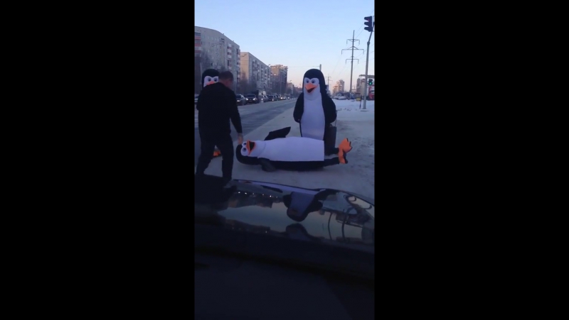 Пингвины переходят дорогу в Сургуте