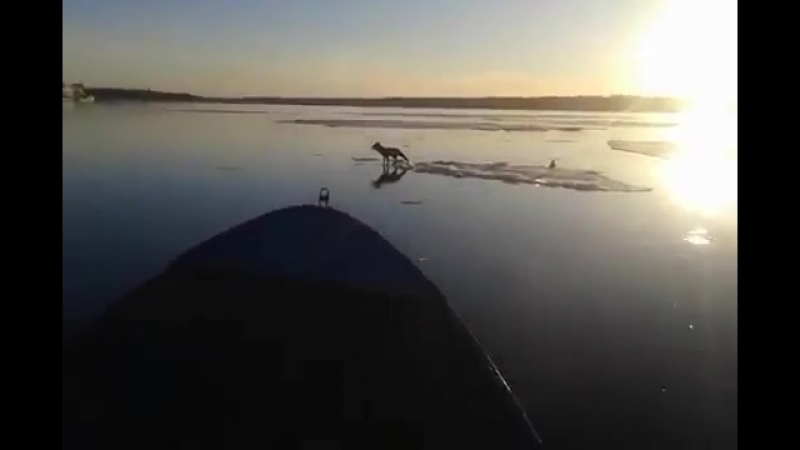 Рыбак помог спастись лисе, застрявшей на льдине