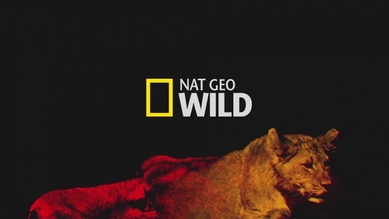 Праздничный ужин для львов I National Geographic