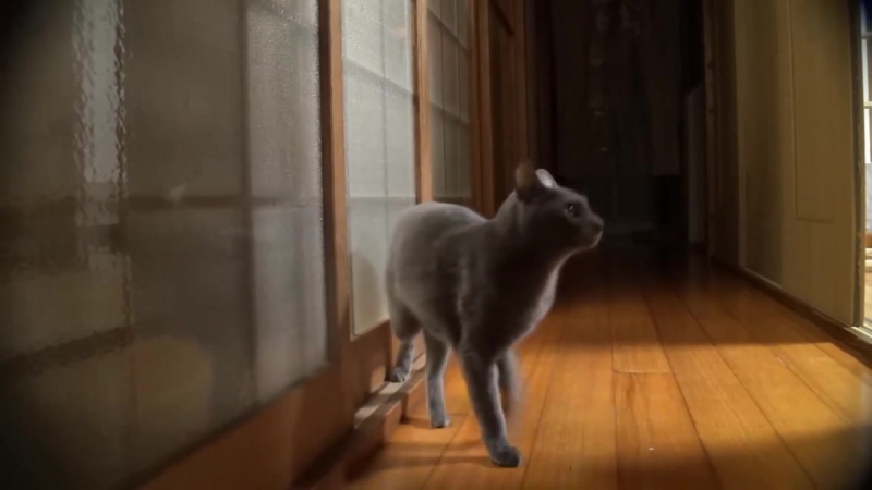 Кот, который умеет стучаться в дверь