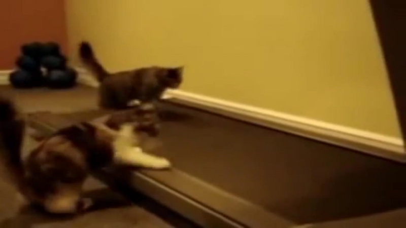 Смешное видео про кошек-коты на беговой дорожке