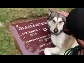 Собака плачет на могиле своего хозяина