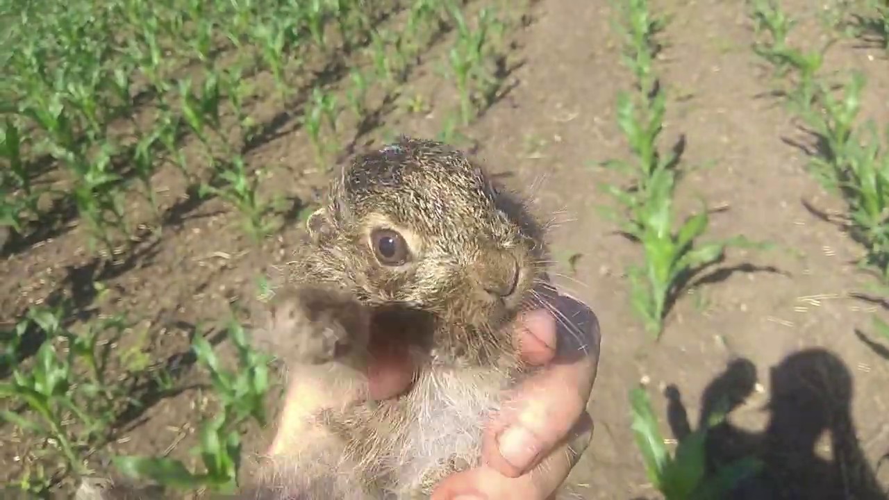 Заяц  пойман ушастый