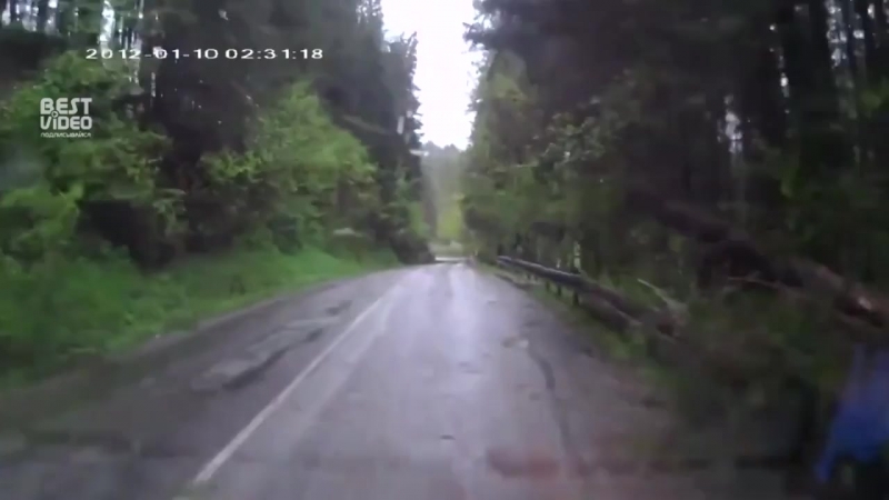 На автомобиль упал лес