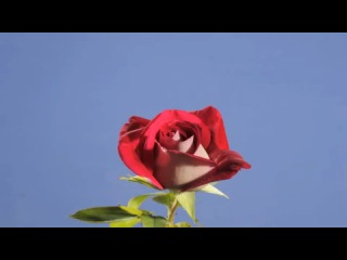 Red rose flower opening time-lapse