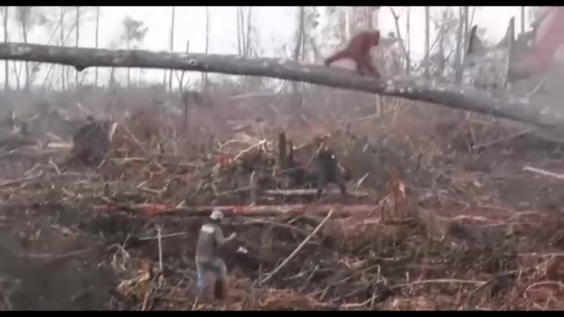 Боевой Орангутан защищает лес в котором живет