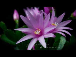Flowers Time Lapse HD (22 flowers)