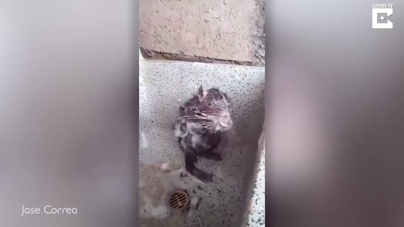 Житель Перу снял на видео крысу, которая намыливалась мылом