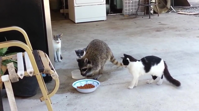 Енот ворует еду у кошек