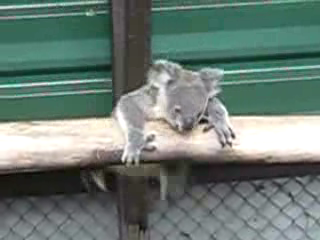 смешной коала