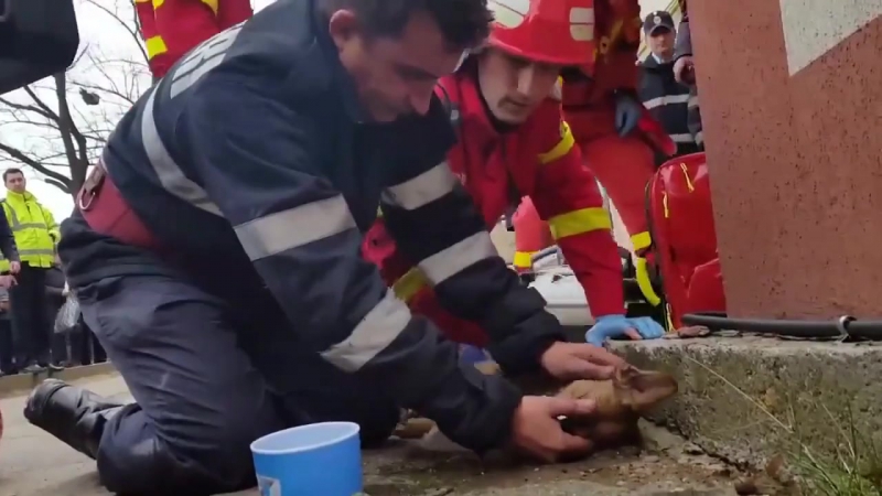 Пожарный спасает жизнь собаке