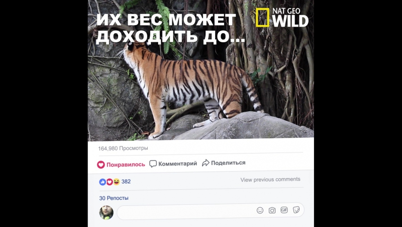Большие кошки I National Geographic