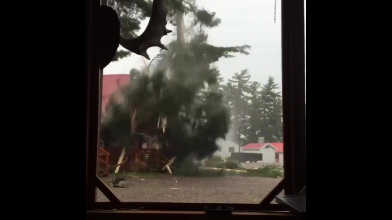 Молния ударила в дерево