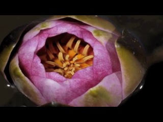 Red Water lily flower opening time lapse