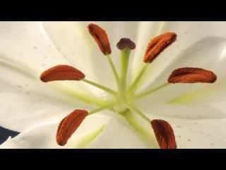 Lily flower with ripening stamens time lapse