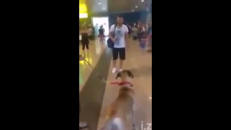 Пес встречает хозяина после трехлетней разлуки