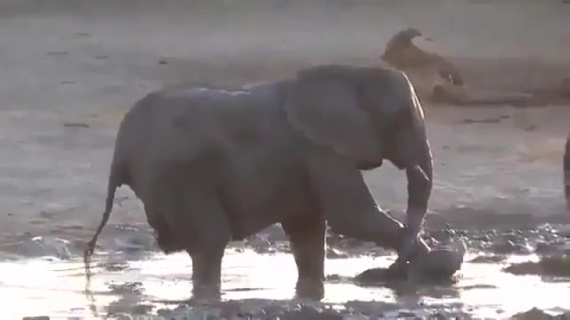Слоненок хочет купаться еще и еще