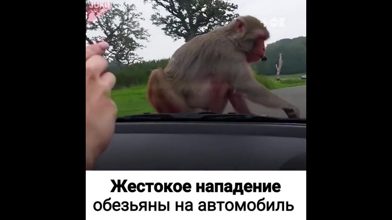 Нападение обезьяны на авто