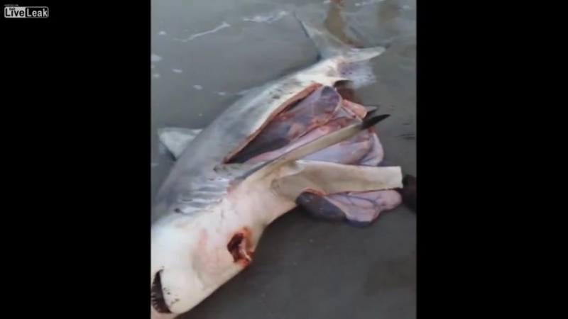 Мужчина разрезал живот мертвой беременной акулы и как вы думаете что он нашел внутри?