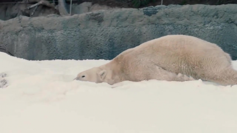 Полярным медведям завезли снег