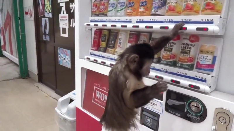 Обезьянка покупает сок в автомате