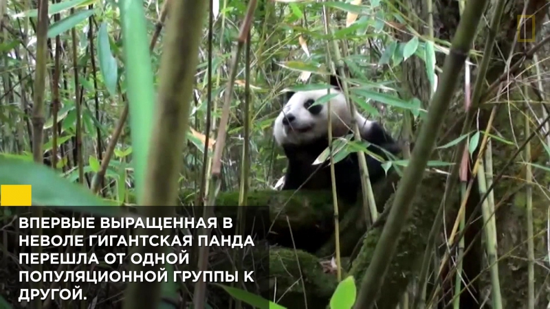 Гигантская панда в среде естественного обитания I National Geographic