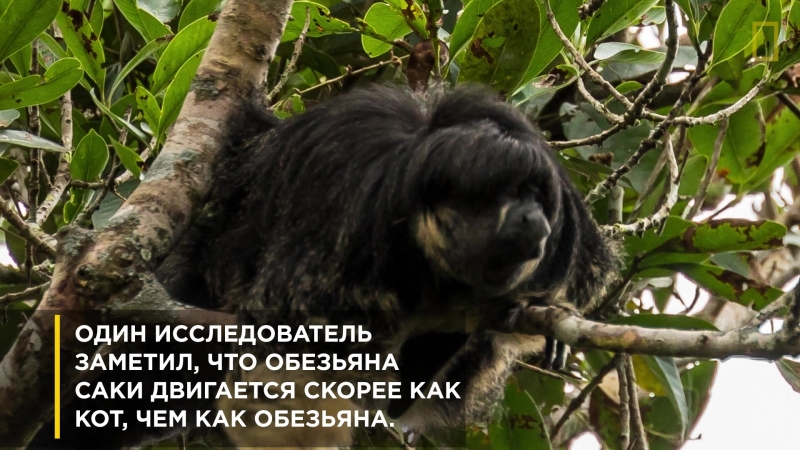 Редчайшая обезьяна Саки I National Geographic