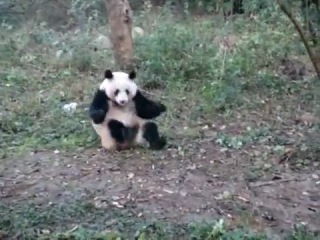 Панда выбражает
