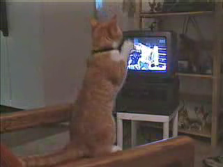 Кот смотрит бокс