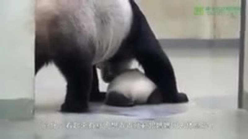 Мама панда укладывает спать сына