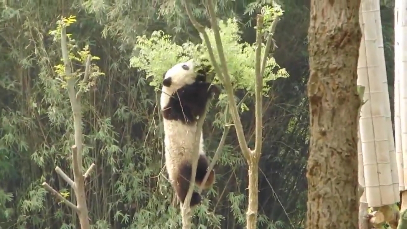 Панда и дерево
