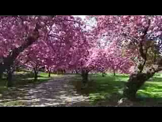 Красота цветущего парка