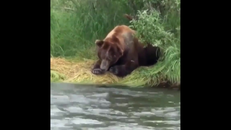 Охота медведя на рыбу