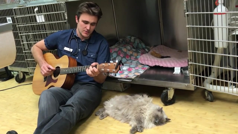 Ветеринар играет на гитаре для пациентов после операций