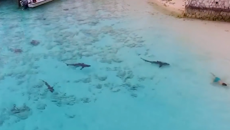 На Багамах мальчику чудом удалось спастись от четырех акул