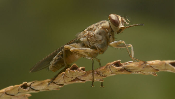 Глобальное потепление уничтожает смертельно опасную муху цеце