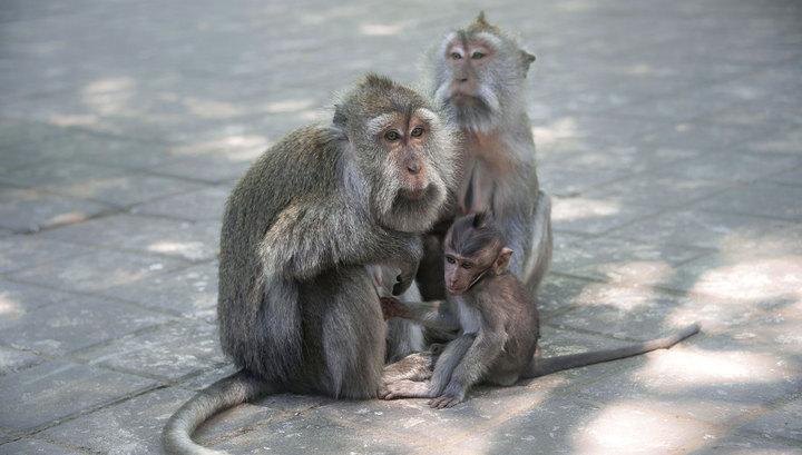 В кубанском институте ставили опыты на незаконно ввезенных обезьянах