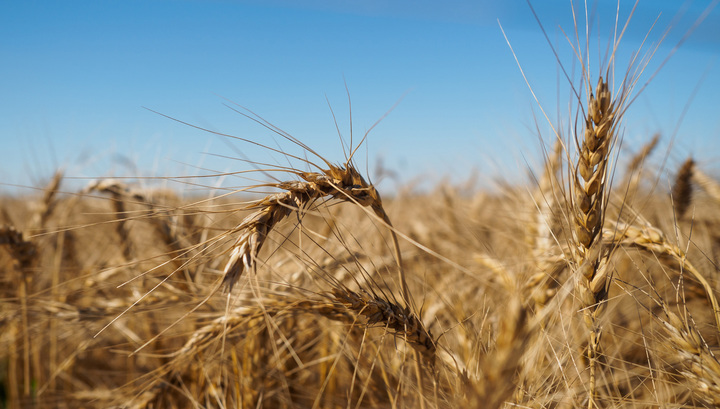 Литовский депутат требует прекратить импорт зерна из "враждебной" России