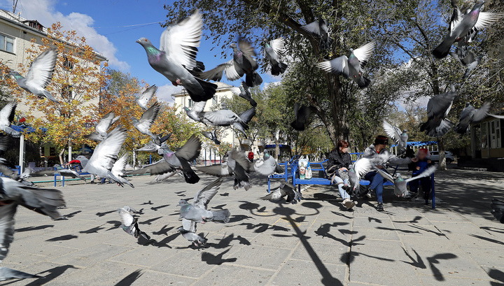 Это вам не Венеция: в Магадане разразился скандал из-за запрета кормить голубей