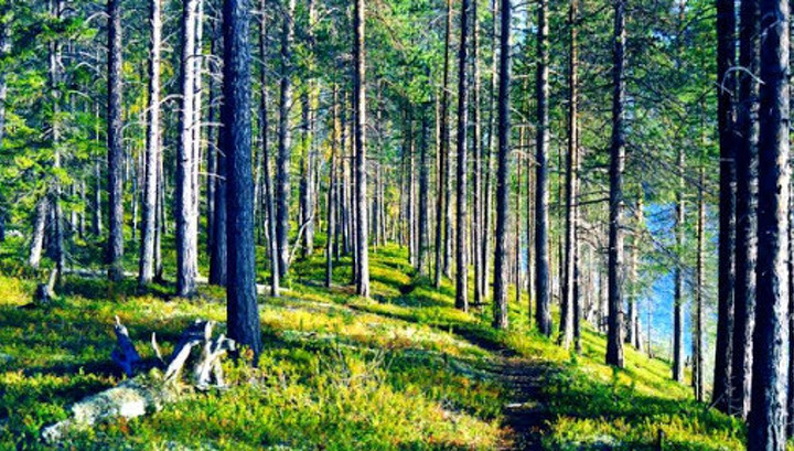 Власти Мурманской области ввели ограничения на лесные прогулки