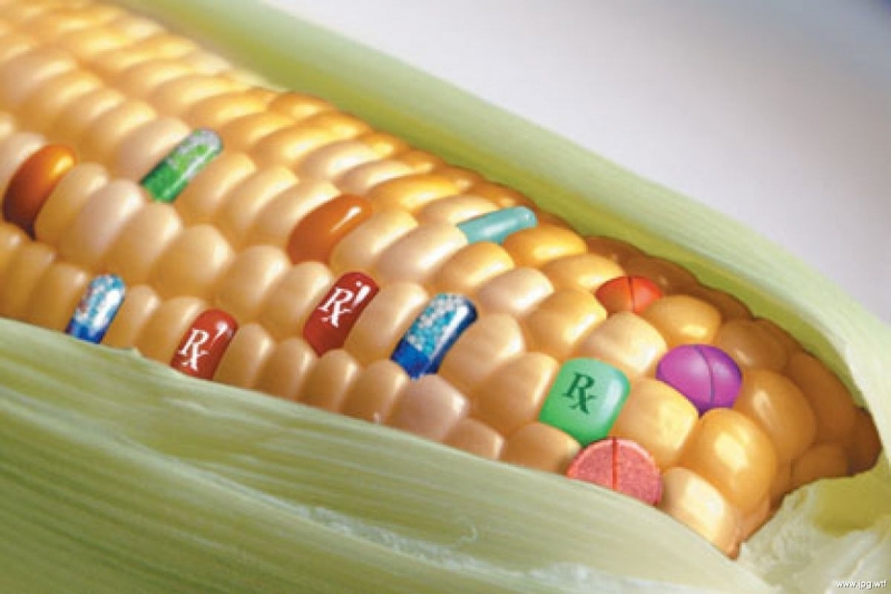 5 мифов о ГМО, в которые пора перестать верить