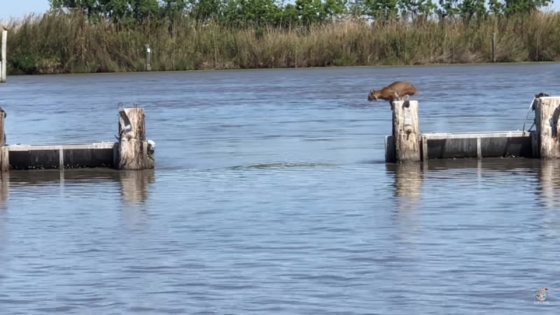 Люди сняли, как рысь перепрыгивает через воду, и видео её прыжка держит в напряжении до самого конца